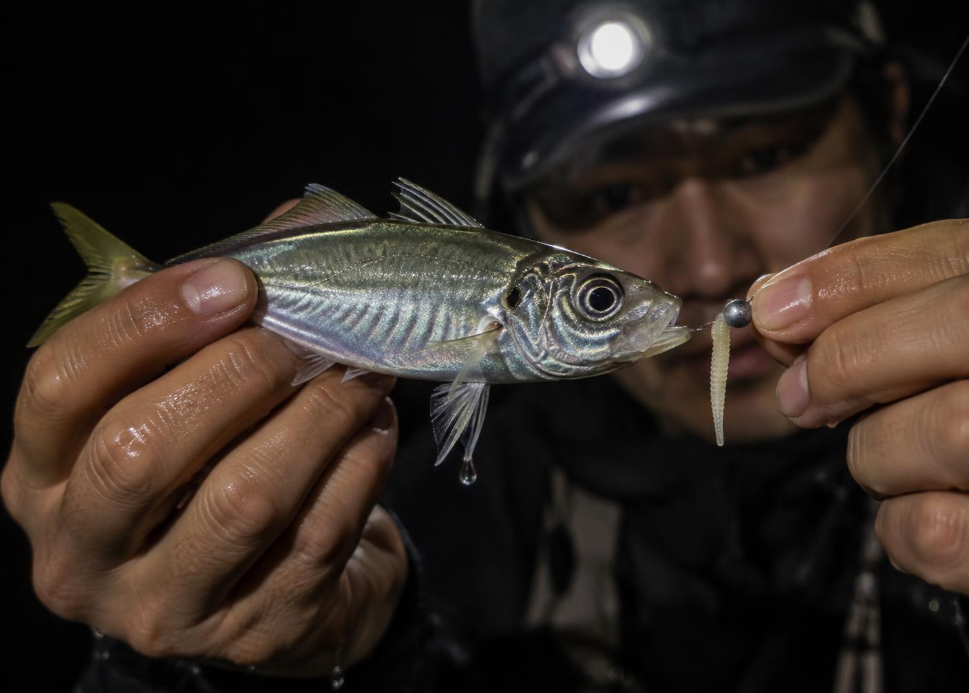 Angler holding a horse mackerel beside a micro jighead lure under headlamp light